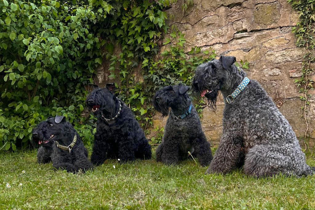 Kerry Blue Terrier von Conny Heise, Northeim