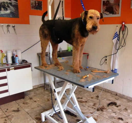 Hundesalon Conny Heise, Northeim