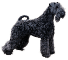 Kerry Blue Terrier Zucht, Northeim